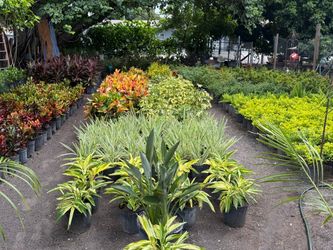 I have a majority of 3gallon landscaping plants for $10