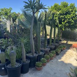 Wide Variety Of Cactus And Succulents Plants 
