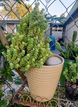 Crussulla succulent.