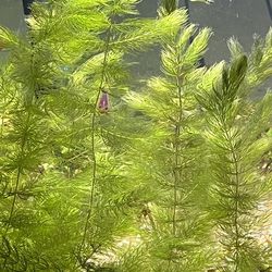 Live Fish Tank Aquarium Plants Hornswart 