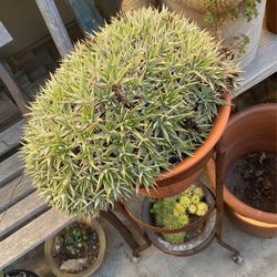 Succulent