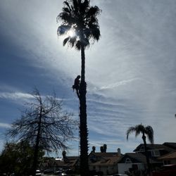 Palm Trees