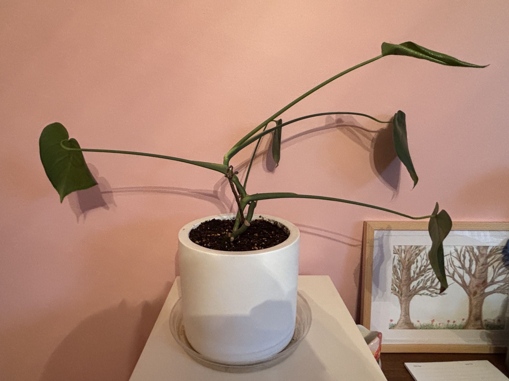 Monstera Plant With Pot