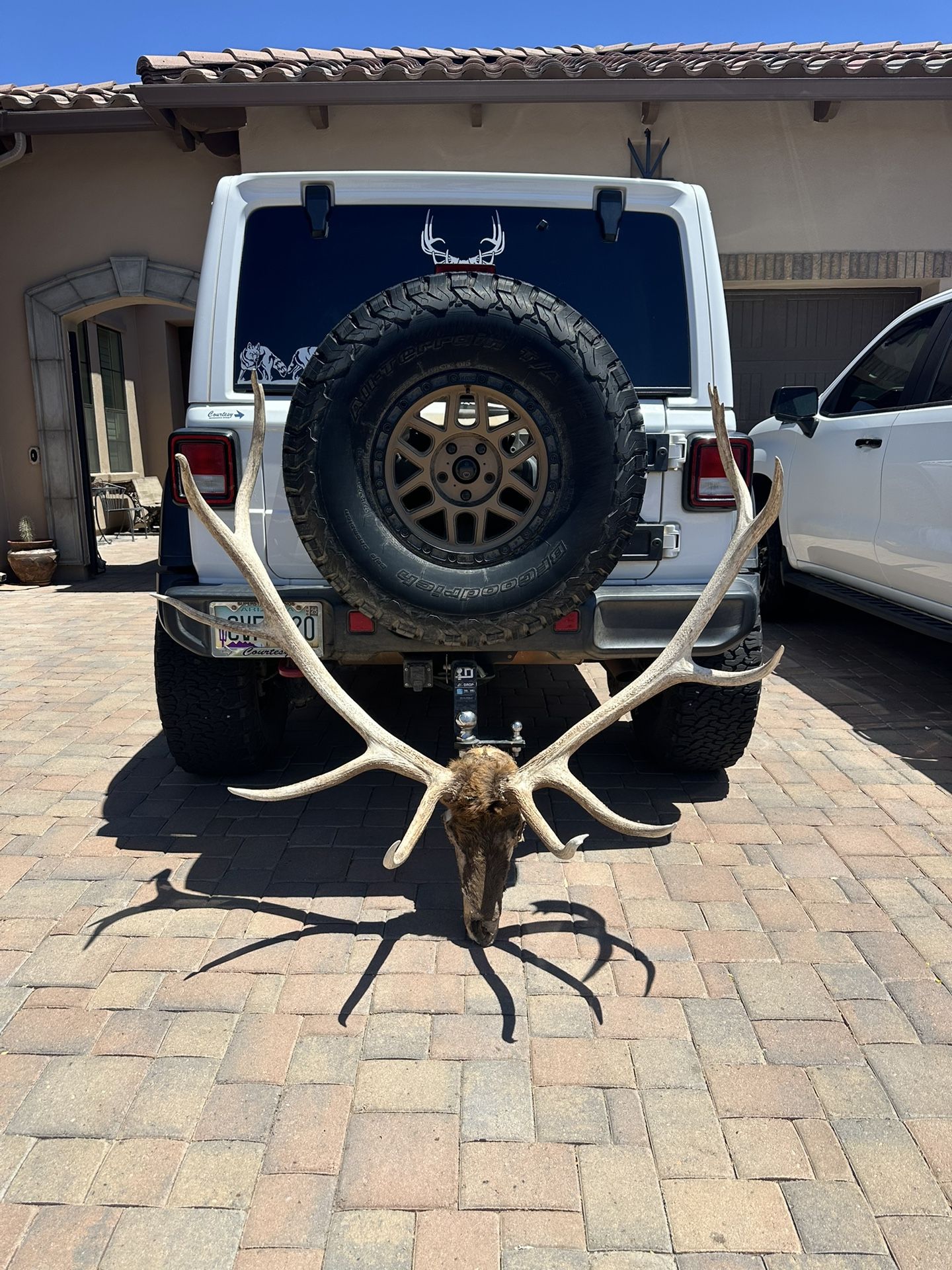 Elk Antlers