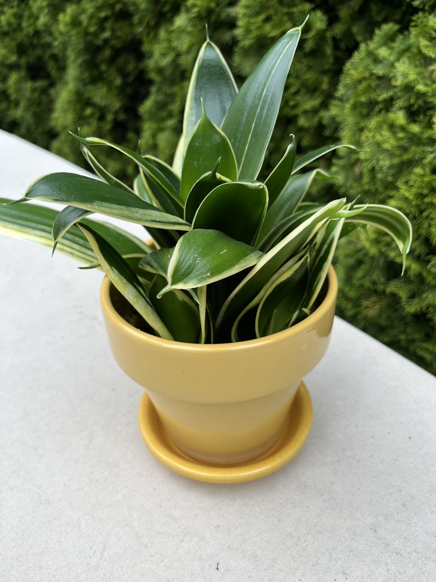 Sansevieria House Plant. Sammamish, Beaver Lake area