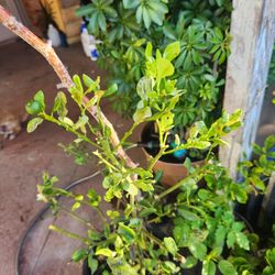 CALAMANSI AIRLAYER TREE POT  Having Flowers And Fruits Now❤️❤️