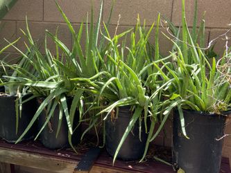 Aloe Vera Plant