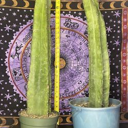 Peruvian Apple Cactus