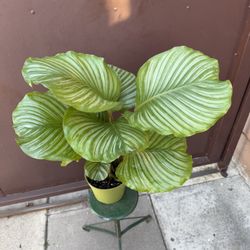 6” Huge Calathea Orbifolia 