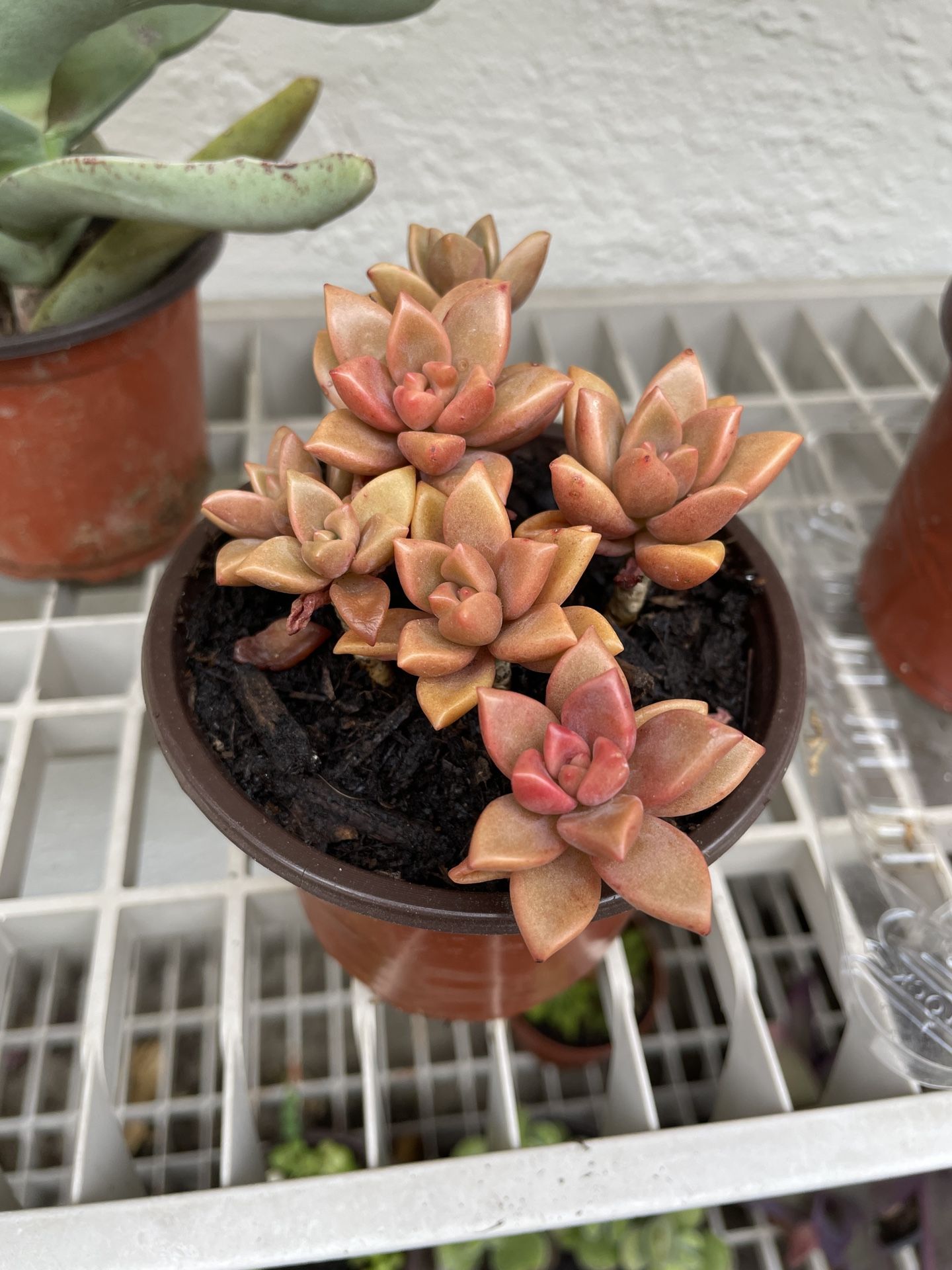 4in Pot Graptoveria Succulent Plant