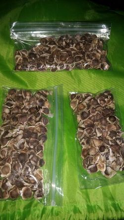 Moringa semillas