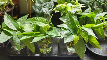 Plant cuttings $1/cutting