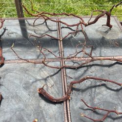 Manzanita Branch 