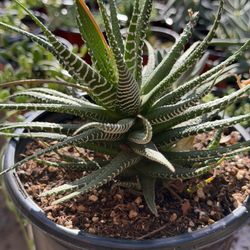 Succulents Plants 🪴 