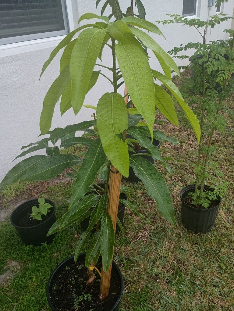 Haitian Madame Francis Mango Tree