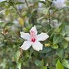 Jasmin