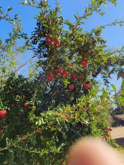 Organic, Large, Perfect Pomegranates $.50 Ea.
