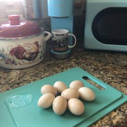 Hatching Eggs
