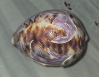 Vintage hand carved cowrie seashell, size 4"×2"×2". Beautiful purple tones with hand‑cut floral design. No cracks, nice collectible home decor