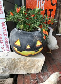 Pumpkin planter with plants
