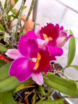 Cattleya Orchid