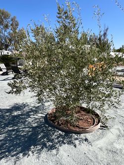 Mature Fruitless Olive Trees 36” Box