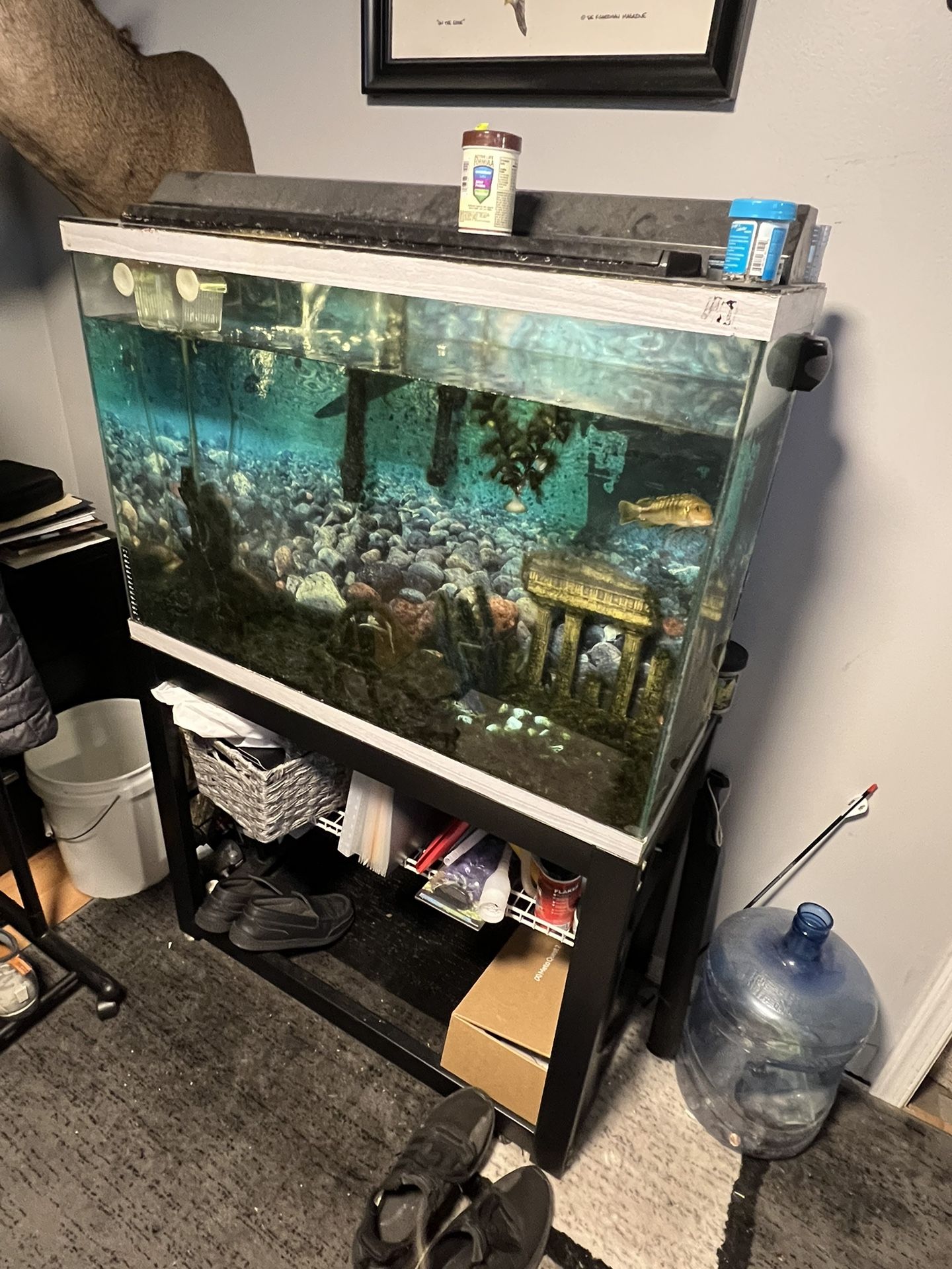 40 Gallon Fish Tank