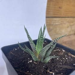 Zebra Plant Succulent 