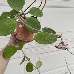 Hoya Obovata plant with cute hanging pot