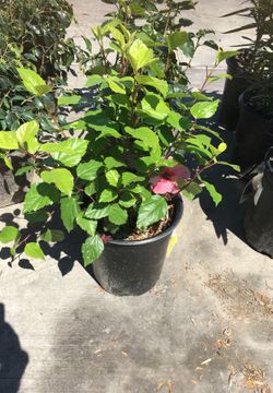 Hibiscus
