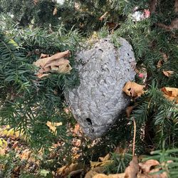 Large Wasp Nest! 