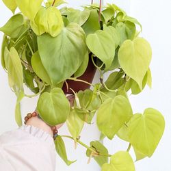 Philodendron Neon Cordatum Plant 6" Pot - Indoor House Plants