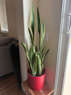 Snake plant (its name  is Gwen)