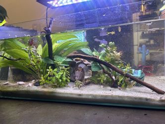 Betta Setup & Fish