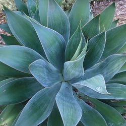 Agave Blue Flame. 6 Inch Pot 10-12 Inches Tall