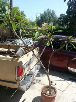 6 foot plumaria