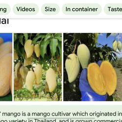 Wants To Buy MAHA CHANOOK, Nam Doc Mai,Carrie ,Valencia Pride Or Similar MANGOES