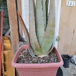 Aloe Plant