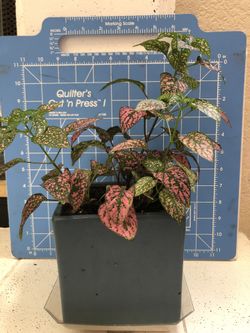 Polka dot plant + pot