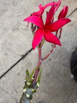 Cutting plumeria