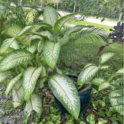 Dumb Cane Live Plant 🌱 