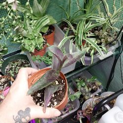 Tradescantia Pink Stripe