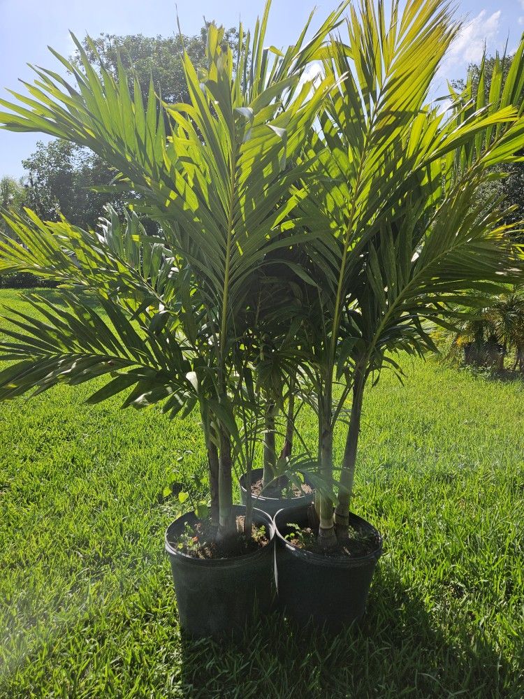 Christmas palms about 7 feet tall Instant Privacy Hedge For Fence