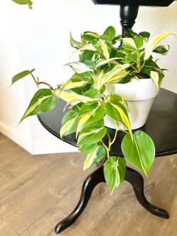 🪴 Cream Splash Philodendron