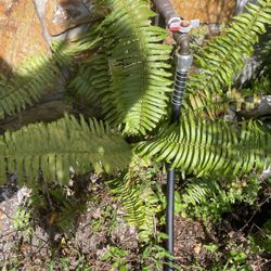 Leather Leaf To Make Beautiful Flower Arrangements