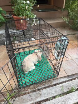 Cage + bunny