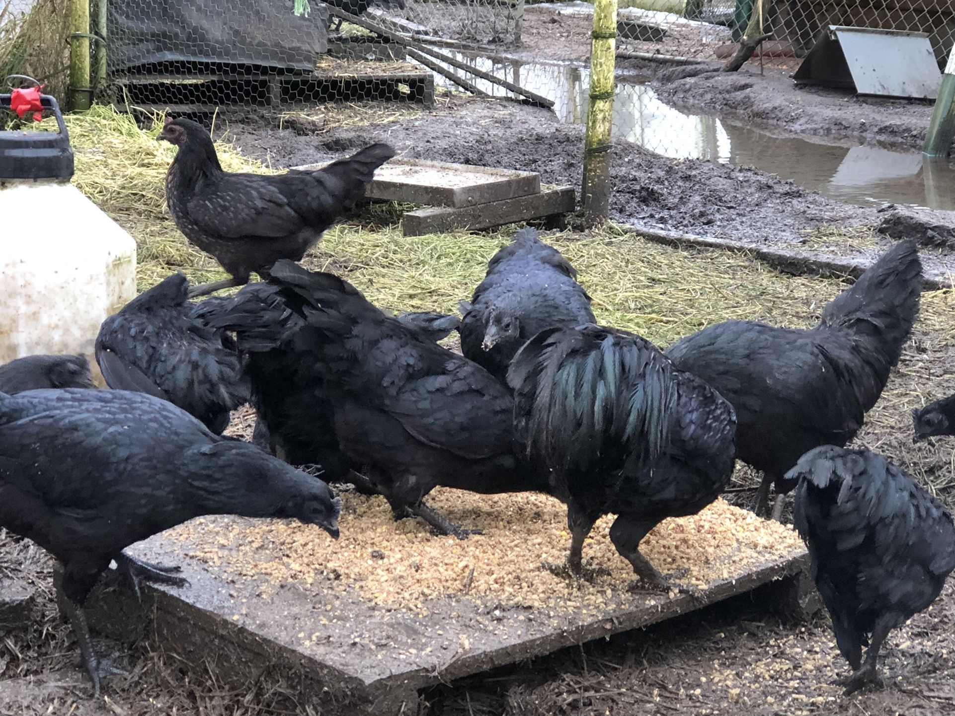 Ayam Cemani Black Pure