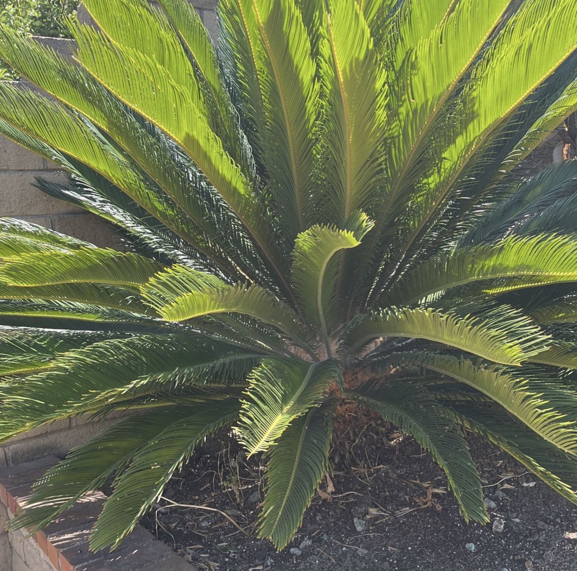 Sego Palm Tree Yard Decoration