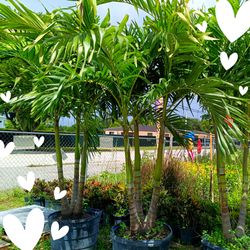 Triple Christmas palm tree 25gl $120
