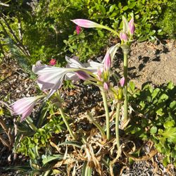 Various Plants In Half Galant Pots